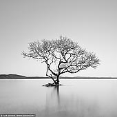 portfolio stock photography | Australian 'Lone Tree of Lake Wanaka', Salamander Bay, Port Stephens, NSW, Australia, Image ID AUSTRALIAN-COAST-BW-0009. Beautiful black and white photo of the Australian version of the 'Lone Tree of Lake Wanaka' AKA 'Wanaka Tree' at high tide from the picturesque shores of Salamander Bay in Port Stephens, NSW, Australia.