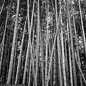 portfolio stock photography | Bamboo Trees at Arashiyama Bamboo Grove , Arashiyama, Kyoto, Kansai, Honshu, Japan, Image ID JAPAN-ARASHIYAMA-BAMBOO-GROVE-0001. The Arashiyama bamboo grove is one of the most popular tourist attractions in Kyoto. It is known for its rich bamboo stalks located in the Arashiyama mountains (Storm Mountains). A popular tourist destination, this place of scenic beauty offers a unique window into Kyoto's historic heart. Arashiyama is located just a train ride away from the Kyoto Station. The thick green bamboo stalks seem to continue endlessly in every direction and there's a strange quality to the light at this famous bamboo grove. The groves are particularly attractive when there is a light wind and the tall bamboo stalks sway gently back and forth.