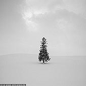 portfolio stock photography | Christmas Tree. Study 1, Biei, Hokkaido, Japan, Image ID JAPAN-HOKKAIDO-BIEI-0001. Biei in Hokkaido, Japan is home to an abundance of photogenic spots, including the famous Blue Pond and Shikisai-no-Oka. The 'Christmas tree' of Biei is probably the most famous and photographed tree of Japan. This single Tohi spruce tree stands along Panorama Road in the southeastern part of Biei. The reason why this particular tree has become known as the Christmas Tree is simple - not only does its shape look like a Christmas tree, but the foliage at the top of the tree also appears like a star. Tohi spruce trees are a type of the hardy Ezomatsu spruce tree and thus don't shed their leaves during winter. In winter this lone tree stands dignified among the snowy landscape, with its shadow beautiful extending along the ground. Lots of people flock here in pursuit of capturing this beautiful scene on camera. It is also very magical to see the tree amongst the falling snow! It's difficult to get an idea of how crowded this area actually is just by looking at this peaceful image. Luckily this is a private property which means no one can walk in and ruin the amazing field of snow around it.