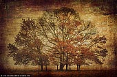 portfolio stock photography | Trees in Mist, Gostwyck, Uralla, NSW, Australia, Image ID INSTA-STYLE-0005. 