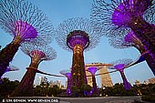 singapore stock photography | Supertree Grove in the Morning, Gardens by the Bay, Singapore, Image ID SINGAPORE-0007. While the Supertree Grove in Gardens by the Bay, Singapore is most beautiful at night with the light show, the Supertrees in the morning are quite beautiful as well. It's also much cooler and quieter in the morning.