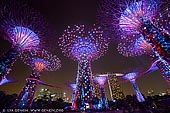  stock photography | Supertree Grove at Night, Gardens by the Bay, Singapore, Image ID SINGAPORE-0003. Made up of 12 Supertrees reaching up to 16 storeys high, the Supertree Grove in Gardens by the Bay is quickly becoming one of Singapore's most visited attractions. Entering the Supertree Grove at night when it's highlighted in blue feels like stepping into Pandora, the verdant wonderland depicted in James Cameron's epic Avatar.